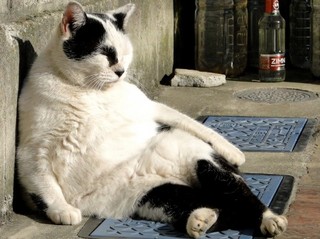 だるい猫