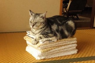 バスタオルが高い猫