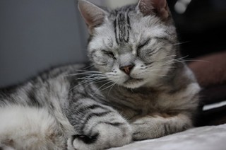 眠る猫